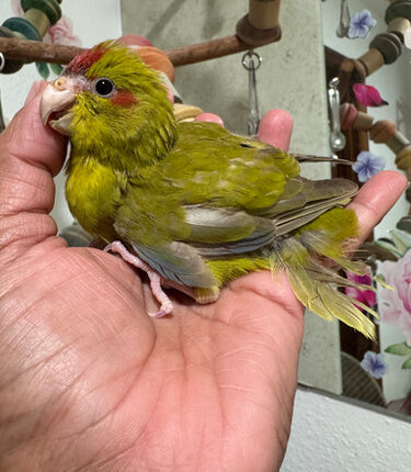 Kakariki cinnamon green