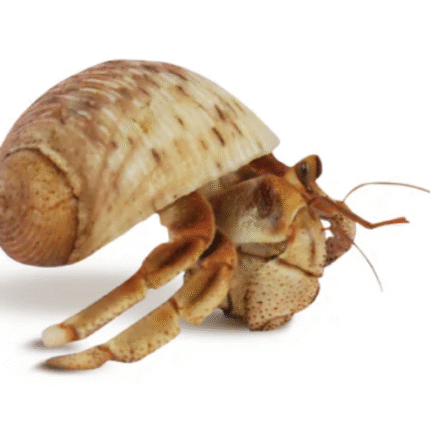KRABOOZ UNDERCOVER NATURAL HERMIT CRAB LARGE