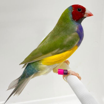 Lady Gouldian Finch - Red Head Green Back