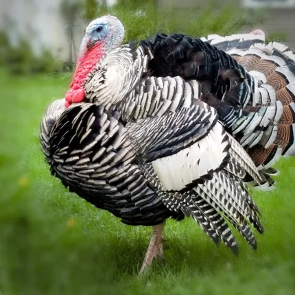 Narragansett Turkey Poults for Sale : Historic Charm!