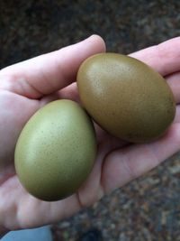 Olive Egger