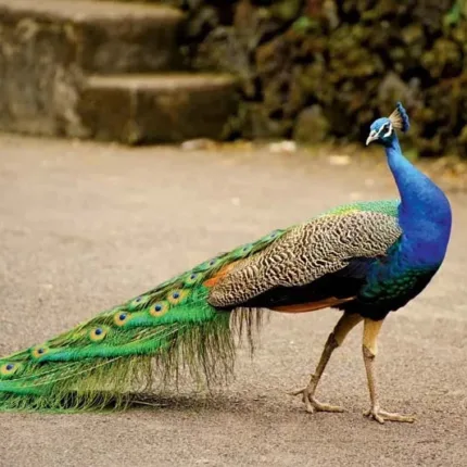 Peacocks for sale