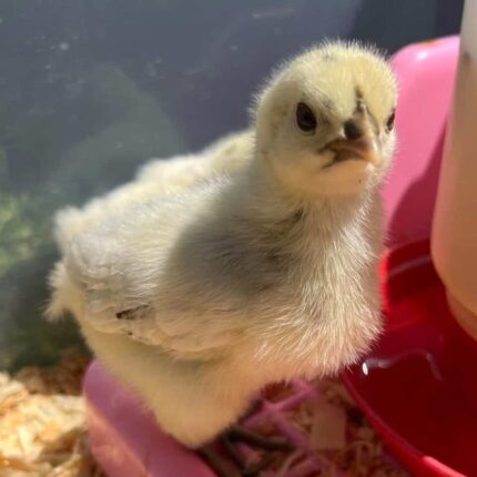 Phantom Chick