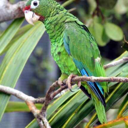 Puerto Rican Amazon