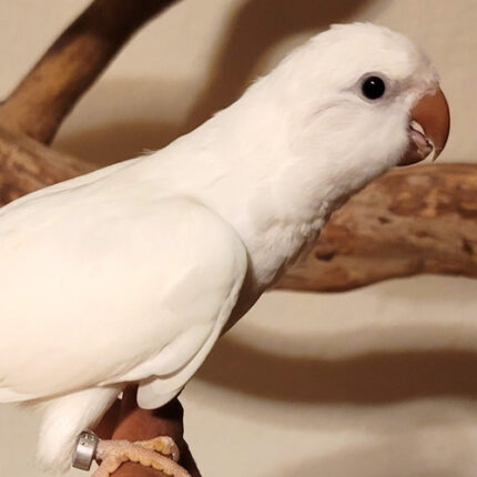 Quaker - Dark eye white