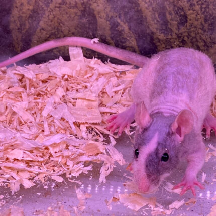 Rat Hairless (Skinny)