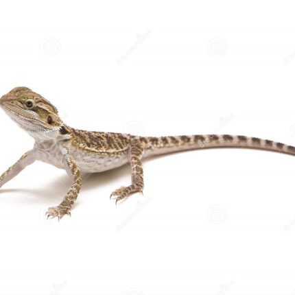 REPTILE - BEARDED DRAGON CENTRAL **Contact for Pricing and availability**