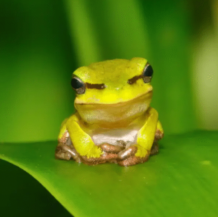 REPTILE - EASTERN SEDGEFROG (Litoria fallax)