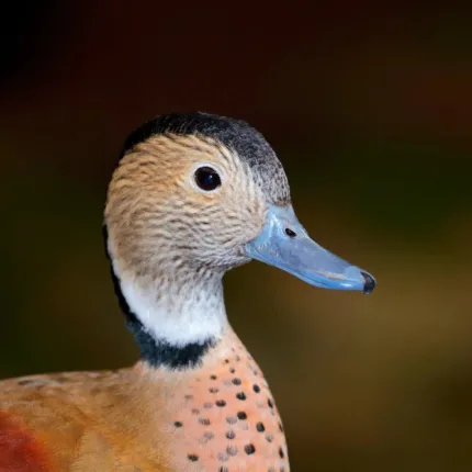Ring Teal Ducks - Female