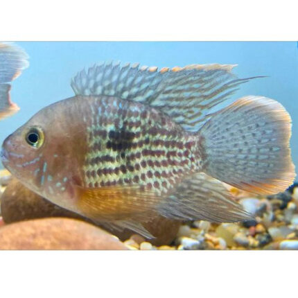 Short Body Green Terror 8-9cm ***SALE***