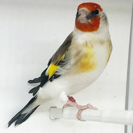 Siberian GoldFinch Mutation