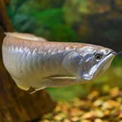 Silver Arowana 7/8cm
