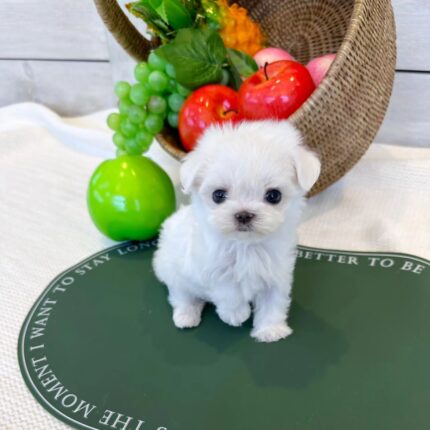 Callie - Maltese Puppy For Sale