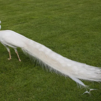 White Peacocks - Pair