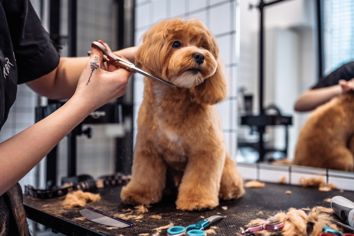 Pet Grooming: The Complete Guide to Maintaining Your Pet's Health and Happiness