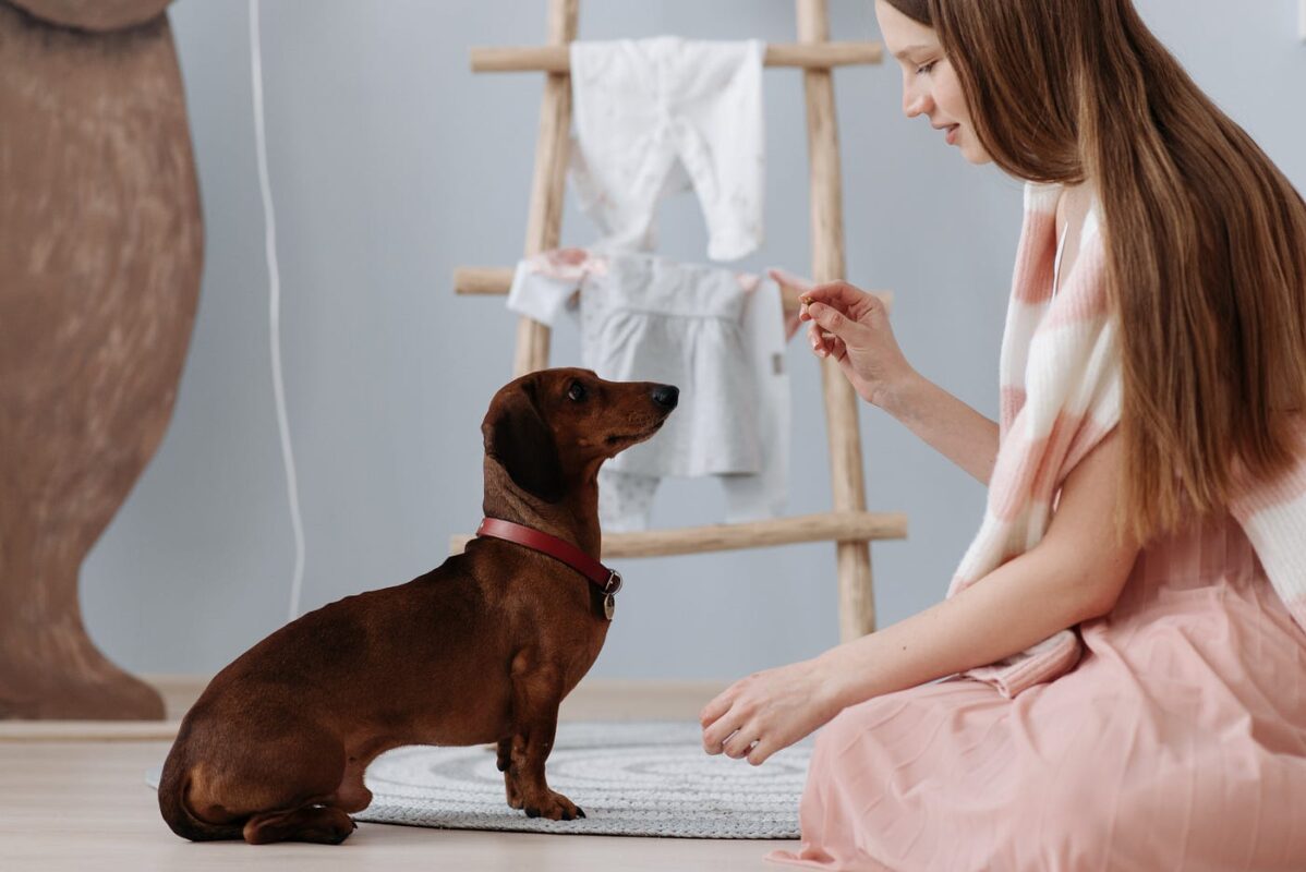 Pet Training: The Ultimate Guide to a Well-Behaved Companion