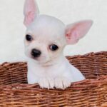 Allie Teacup Chihuahua Puppy for Sale