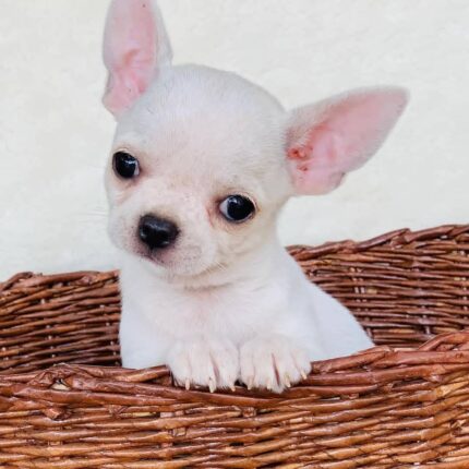 Allie Teacup Chihuahua Puppy for Sale