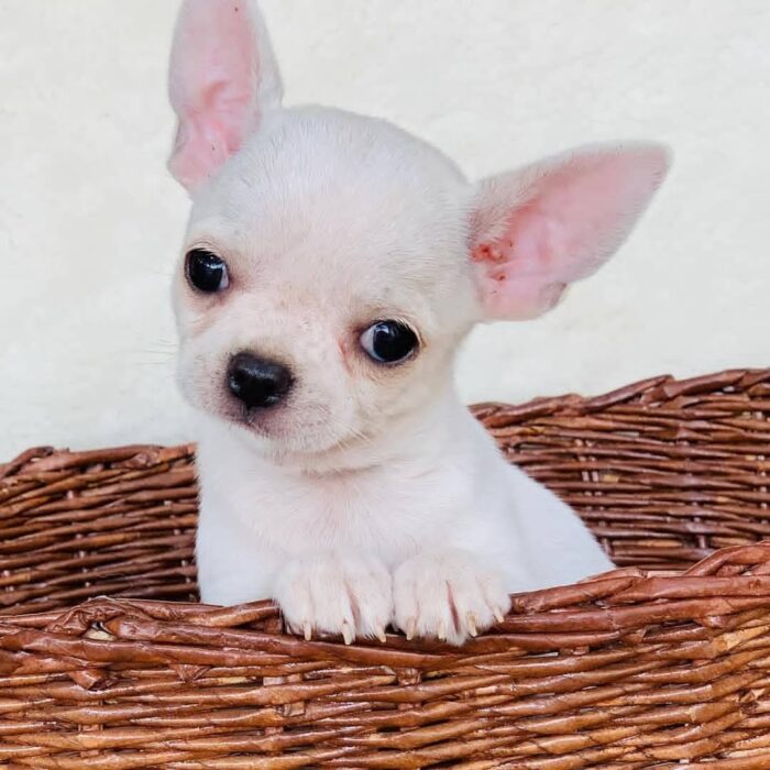 Allie Teacup Chihuahua Puppy for Sale