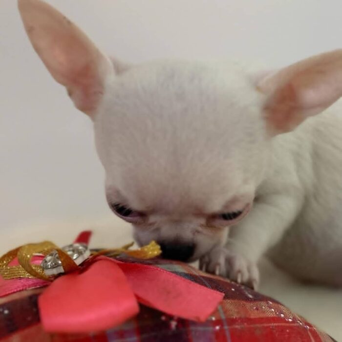 Amaretto - Mini Chihuahua Puppy For Sale