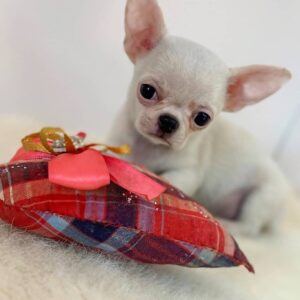Amaretto - Mini Chihuahua Puppy For Sale