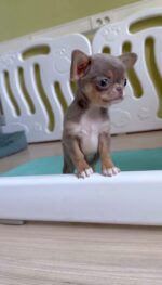 Carolina - Deer Head Teacup Chihuahua Puppy for Sale