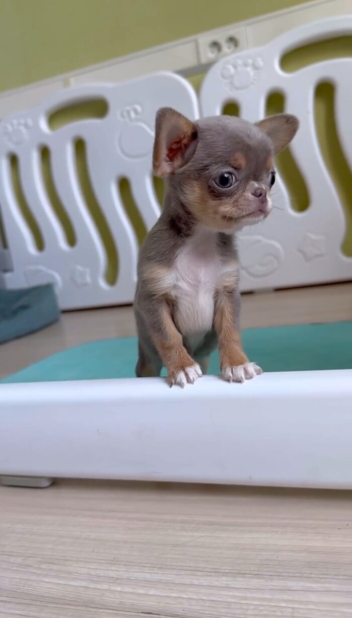 Carolina - Deer Head Teacup Chihuahua Puppy for Sale