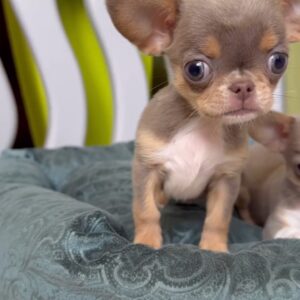 Carolina - Deer Head Teacup Chihuahua Puppy for Sale
