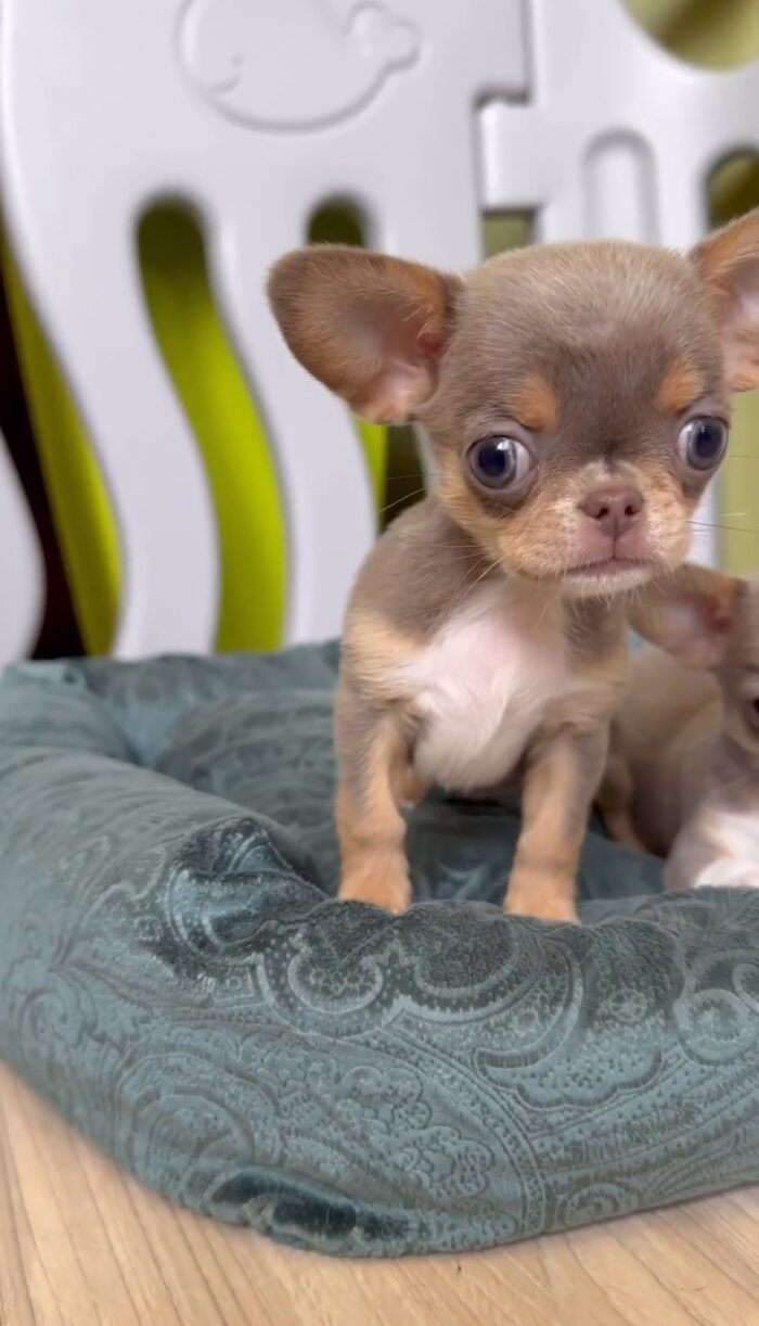 Carolina - Deer Head Teacup Chihuahua Puppy for Sale