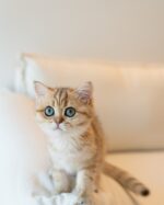 Amelia - Golden British Shorthair Kitten for Sale