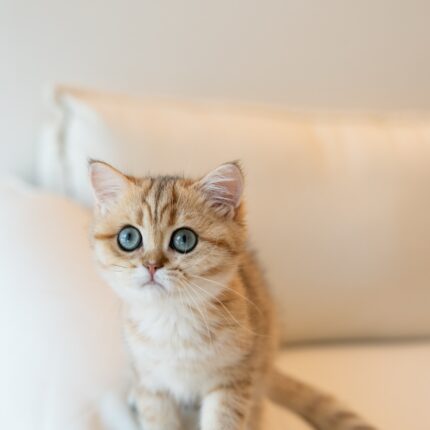 Amelia - Golden British Shorthair Kitten for Sale