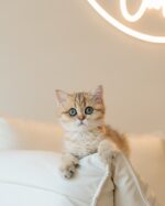 Amelia - Golden British Shorthair Kitten for Sale