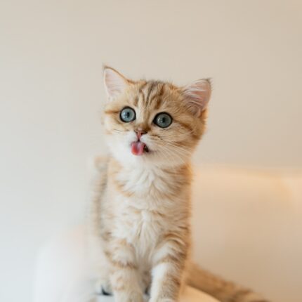 Amelia - Golden British Shorthair Kitten for Sale