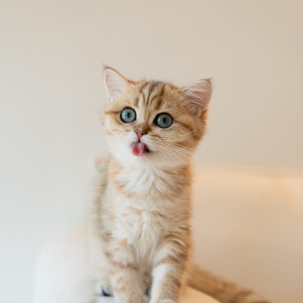 Amelia - Golden British Shorthair Kitten for Sale