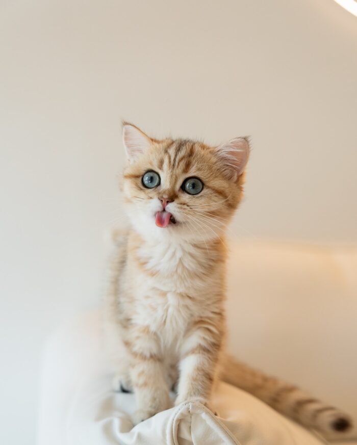 Amelia - Golden British Shorthair Kitten for Sale