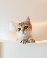 Axel - Golden British Shorthair Kitten For Sale