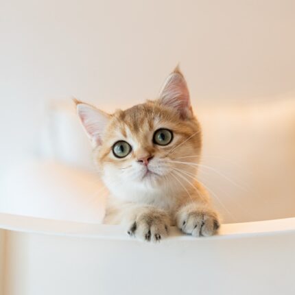 Axel - Golden British Shorthair Kitten For Sale