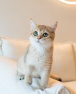 Axel - Golden British Shorthair Kitten For Sale