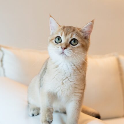 Axel - Golden British Shorthair Kitten For Sale