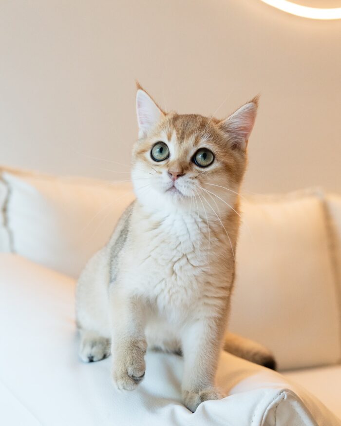 Axel - Golden British Shorthair Kitten For Sale