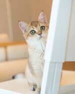 Axel - Golden British Shorthair Kitten For Sale