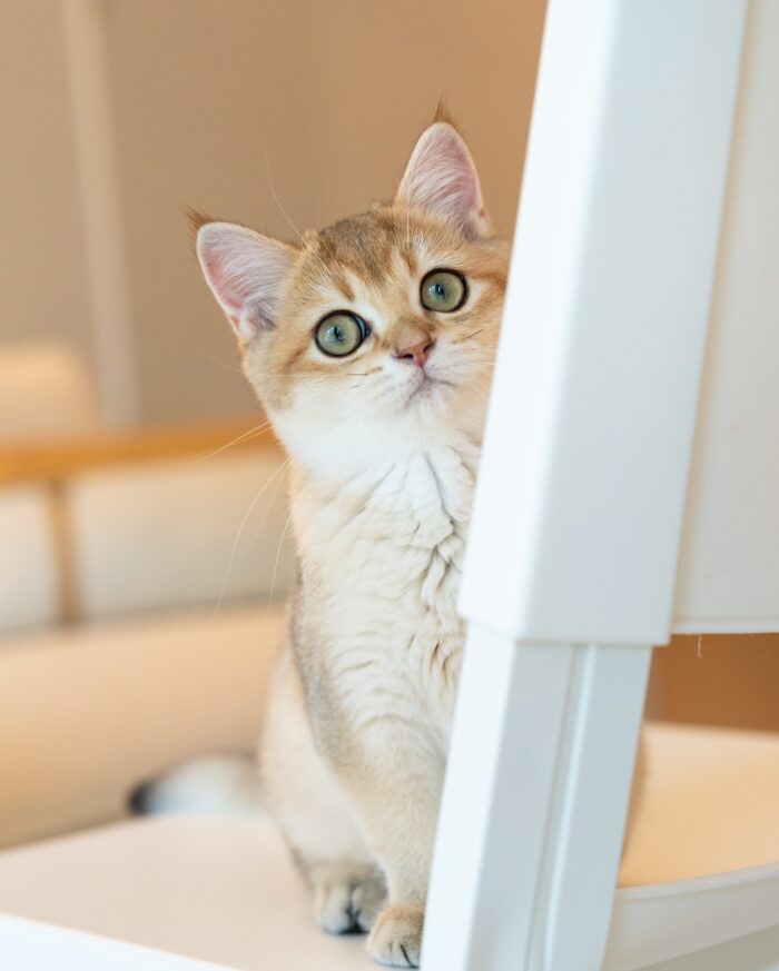 Axel - Golden British Shorthair Kitten For Sale