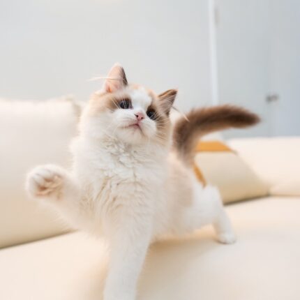 Halley - Blue Eyed Ragdoll Kitten For Sale