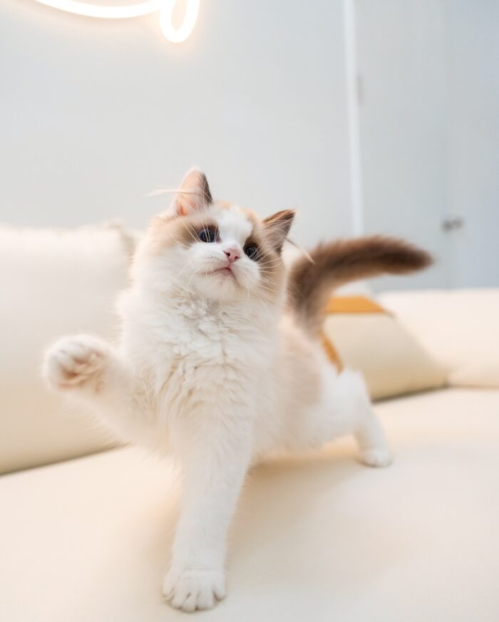 Halley - Blue Eyed Ragdoll Kitten For Sale