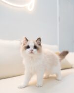 Halley - Blue Eyed Ragdoll Kitten For Sale