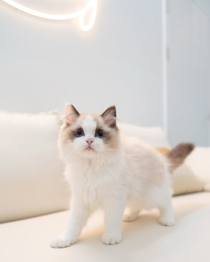 Halley - Blue Eyed Ragdoll Kitten For Sale