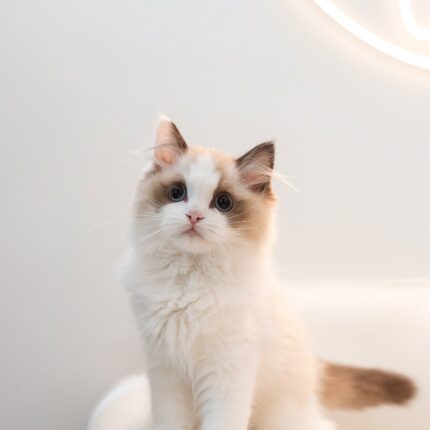 Halley - Blue Eyed Ragdoll Kitten For Sale