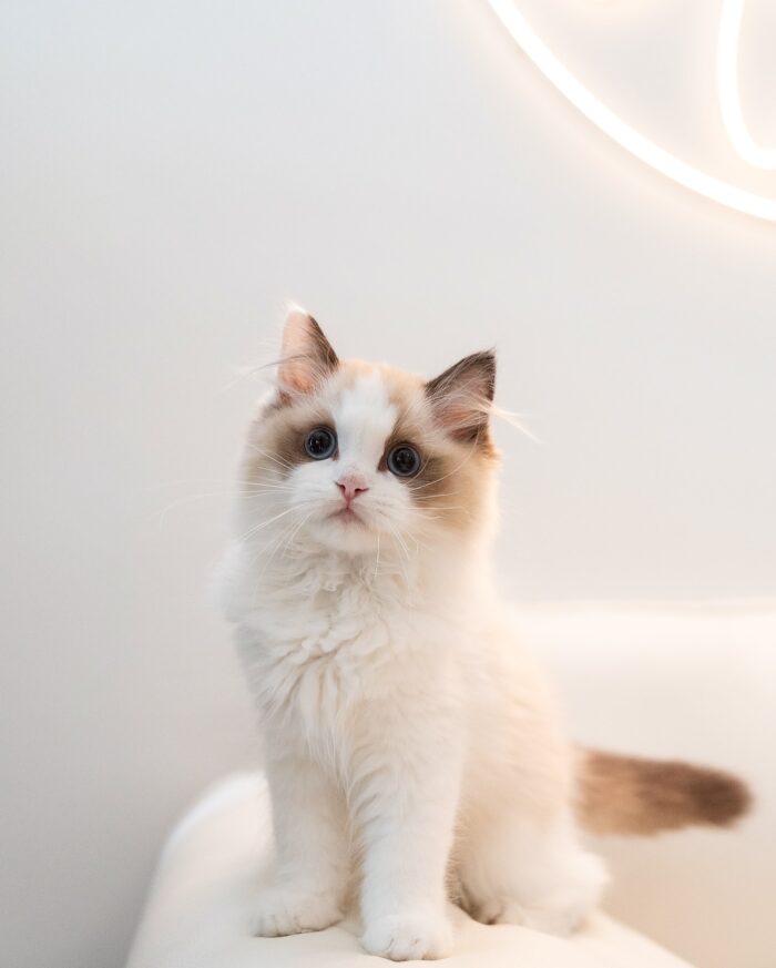Halley - Blue Eyed Ragdoll Kitten For Sale
