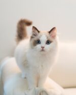 Hector Seal Bicolor Ragdoll Dream Kitten For Sale