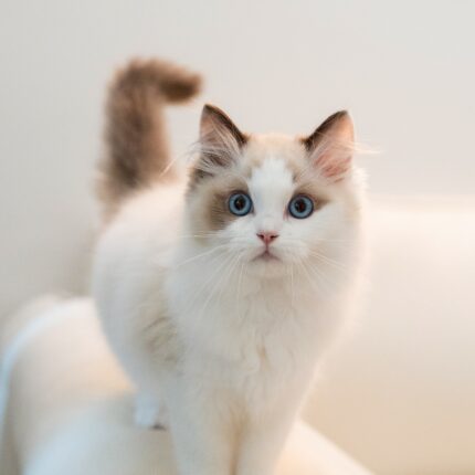 Hector Seal Bicolor Ragdoll Dream Kitten For Sale